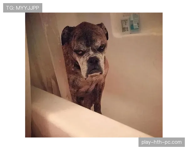 埃琳·安德森家的狗都比你我存款多